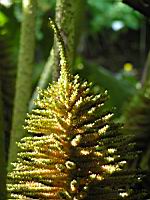 Ceratostigma Plumbaginoides (fam Plumbaginacees) (Chine) (4) (Photo F. Mrugala)